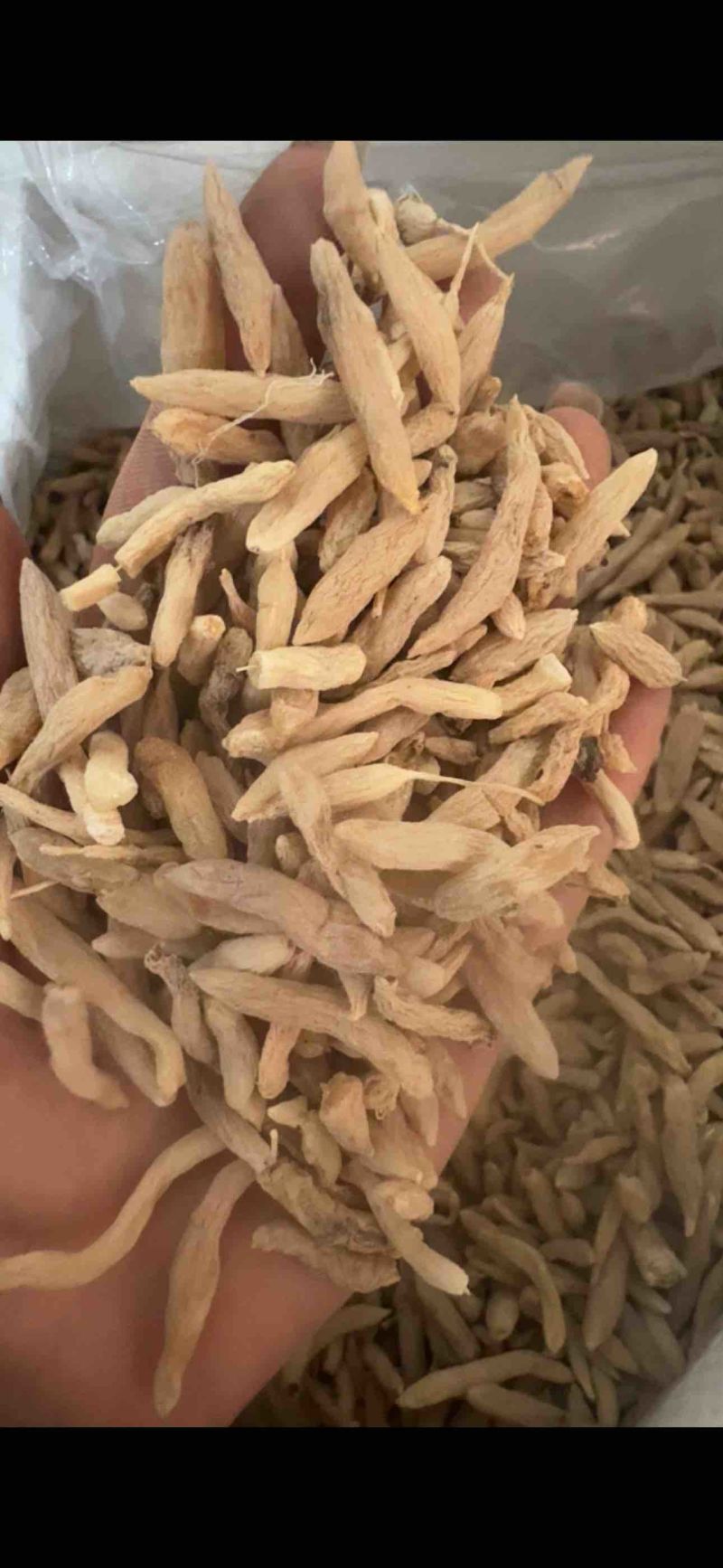 麦冬