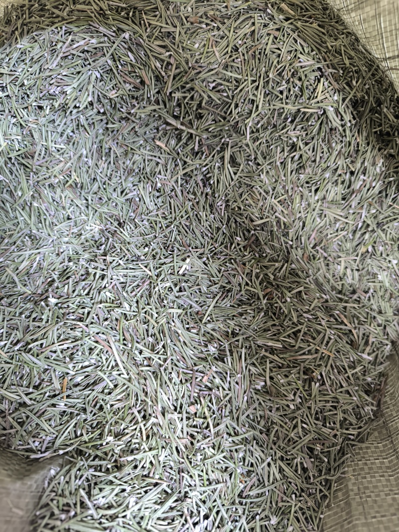 中药材迷迭香迷迭香茶新货无硫迷失香养现货批发