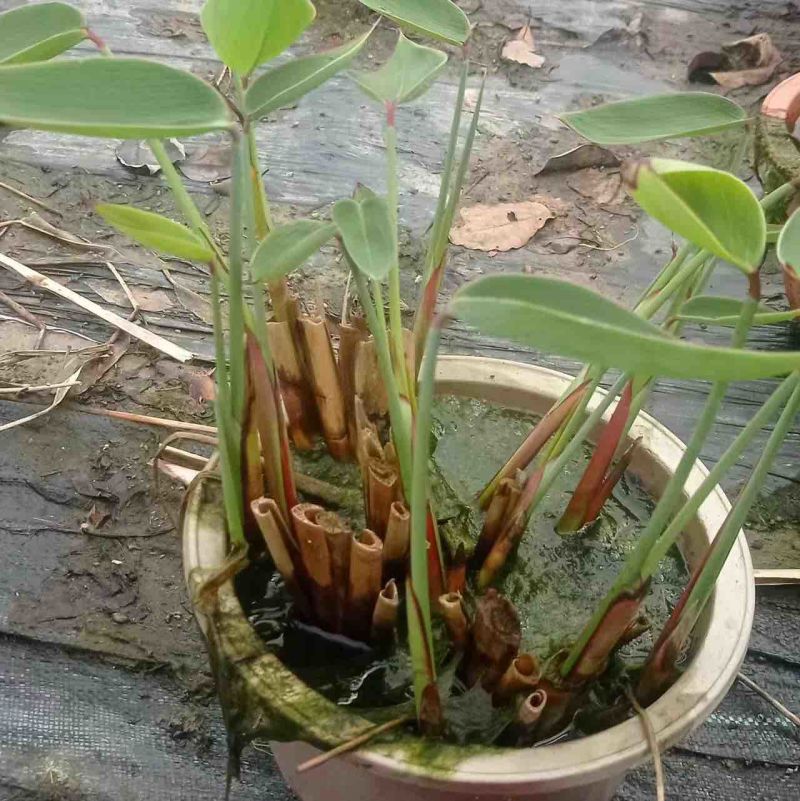 江苏水生植物再力花大量供货价格优惠欢迎致电