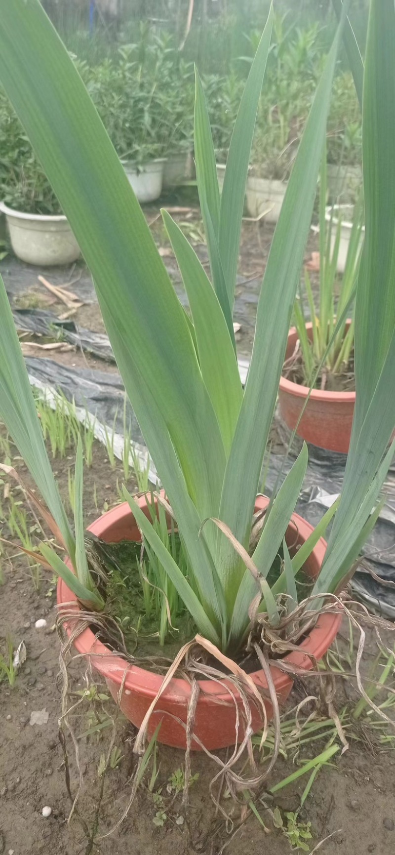 江苏水生植物再力花大量供货价格优惠欢迎致电