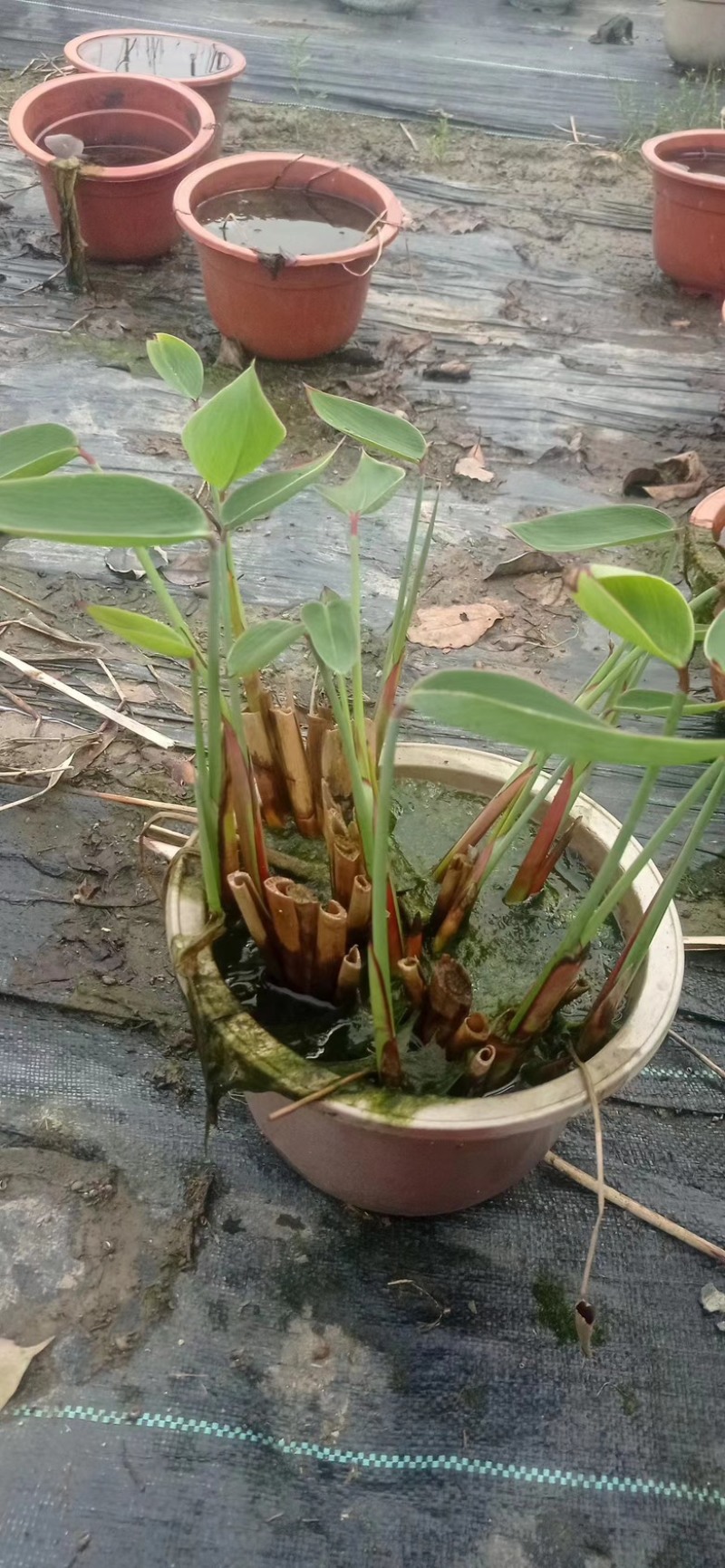 江苏水生植物再力花大量供货价格优惠欢迎致电