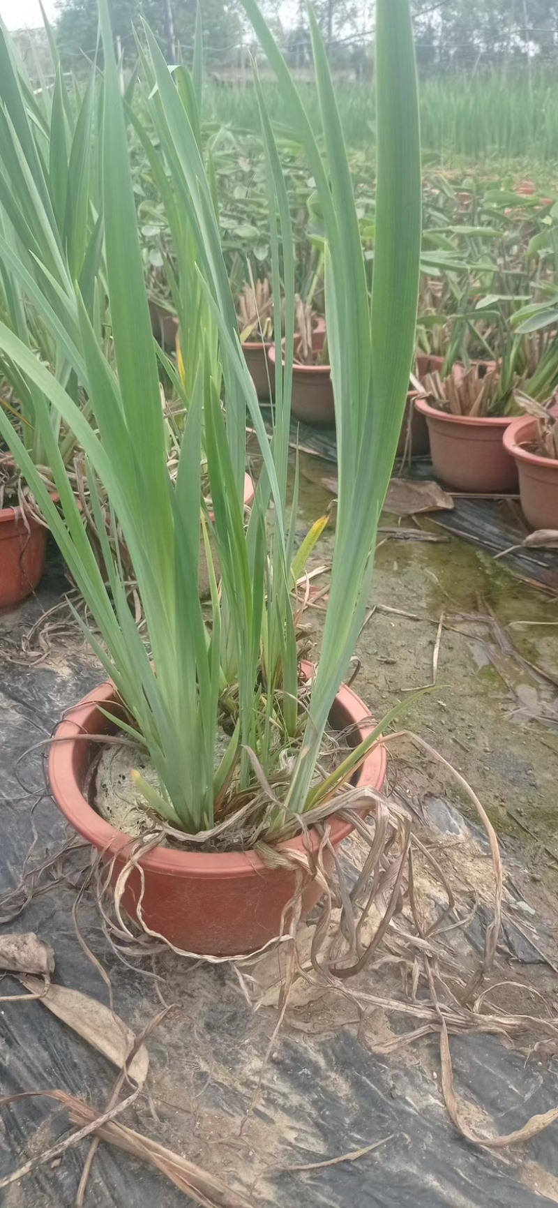 江苏水生植物再力花大量供货价格优惠欢迎致电