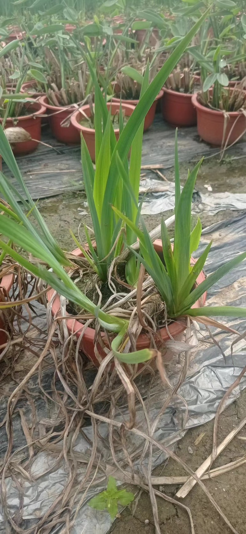 江苏水生植物再力花大量供货价格优惠欢迎致电