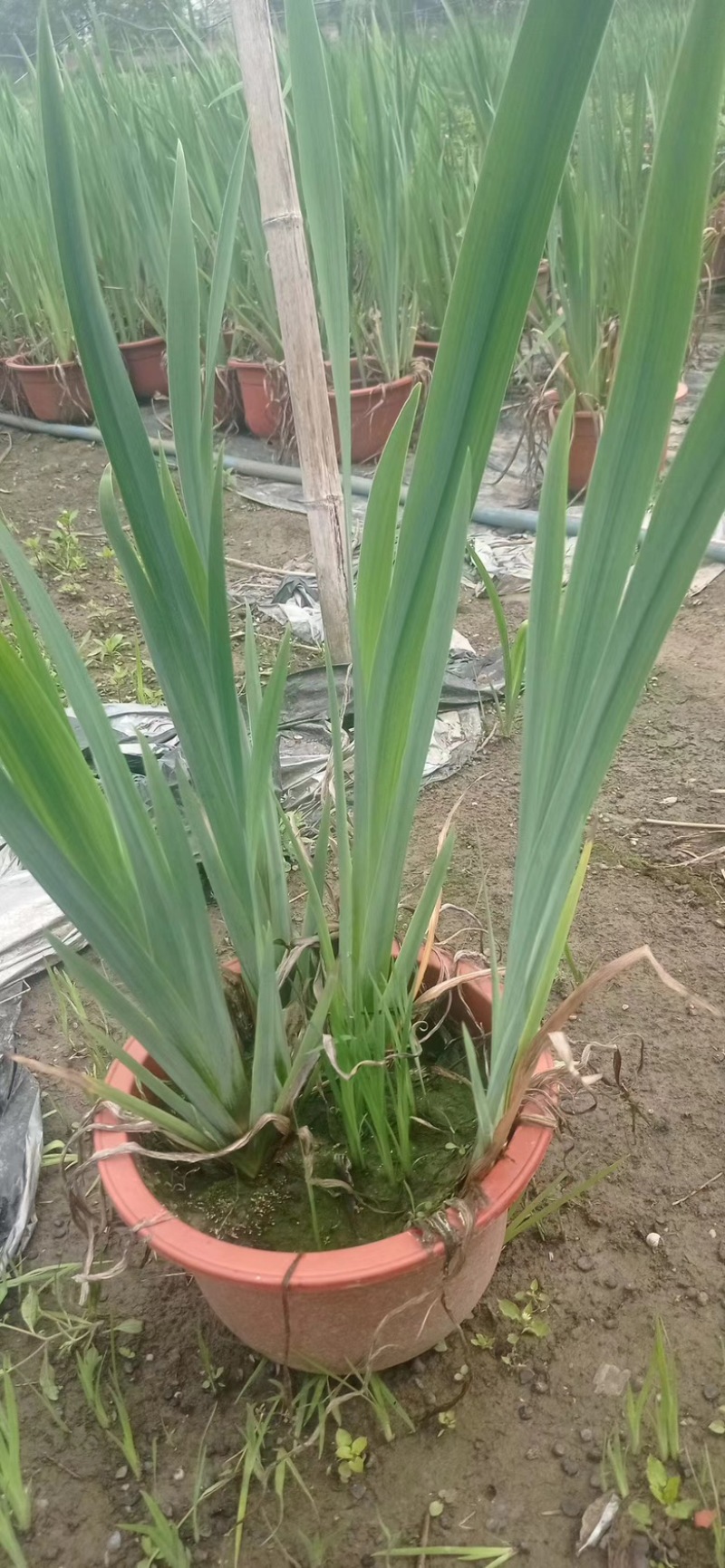 江苏水生植物再力花大量供货价格优惠欢迎致电