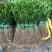 精品枳壳苗广西枳壳苗货源充足量大从优质量保证欢迎咨询