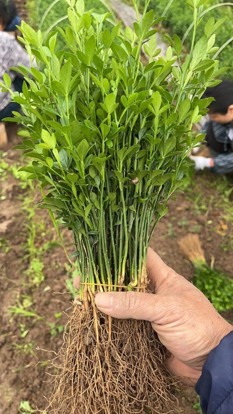 精品枳壳苗广西枳壳苗货源充足量大从优质量保证欢迎咨询
