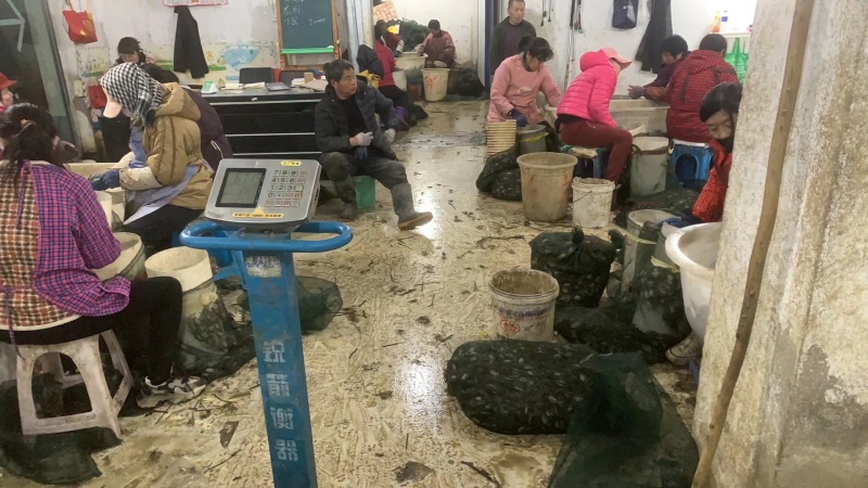 批发优质盘锦扣蟹蟹苗直接去养殖户提货，保证质量保成活率