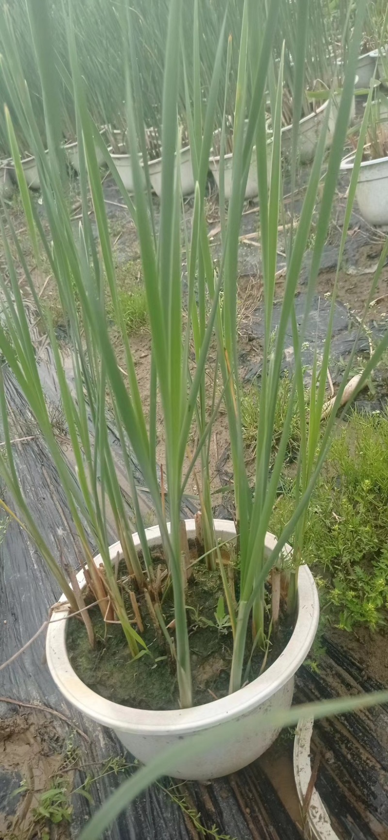 江苏水生植物香蒲一手货源大量供货价格优惠欢迎致电