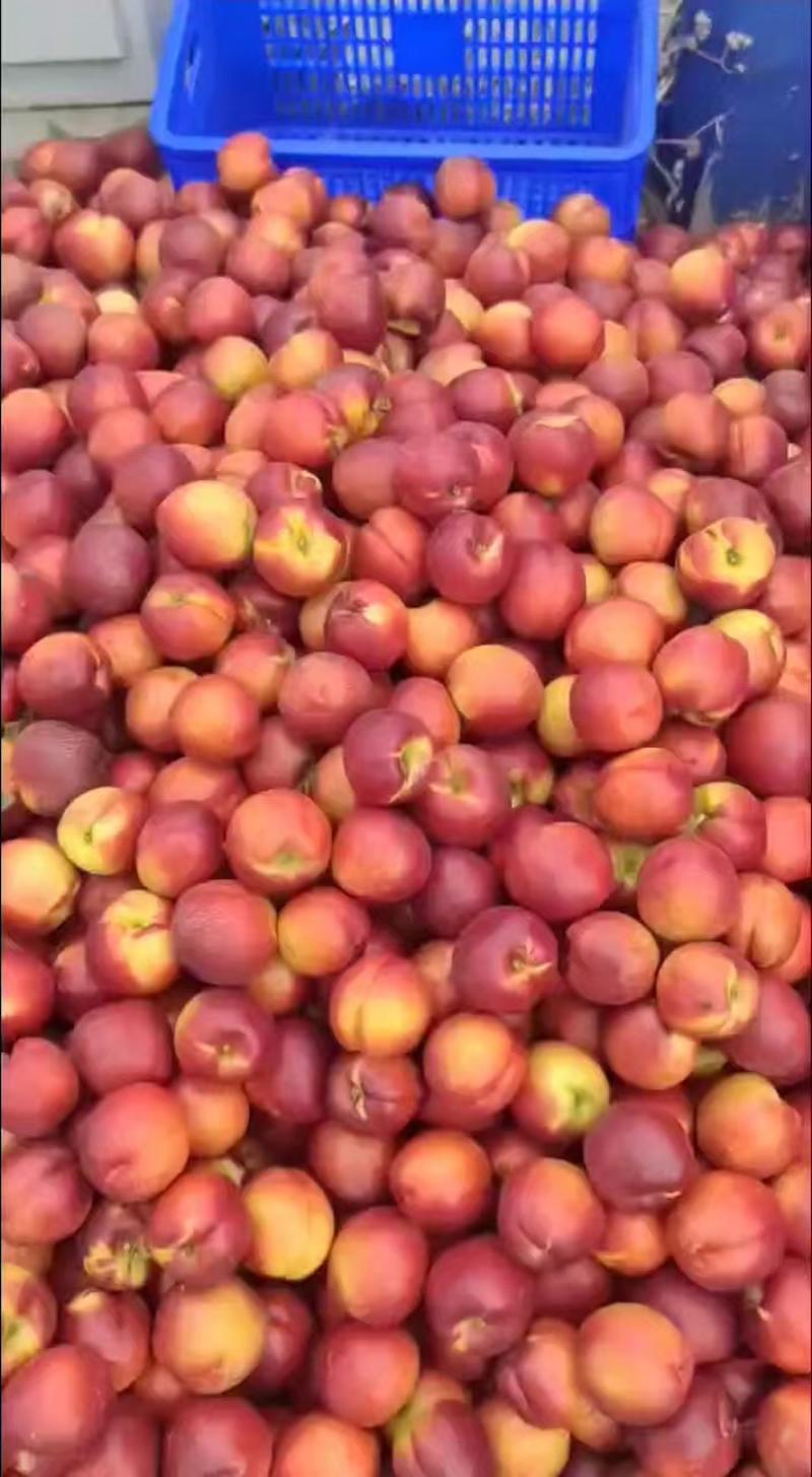 百万亩油桃，各种油桃一手货源，保质保量，货源充足。