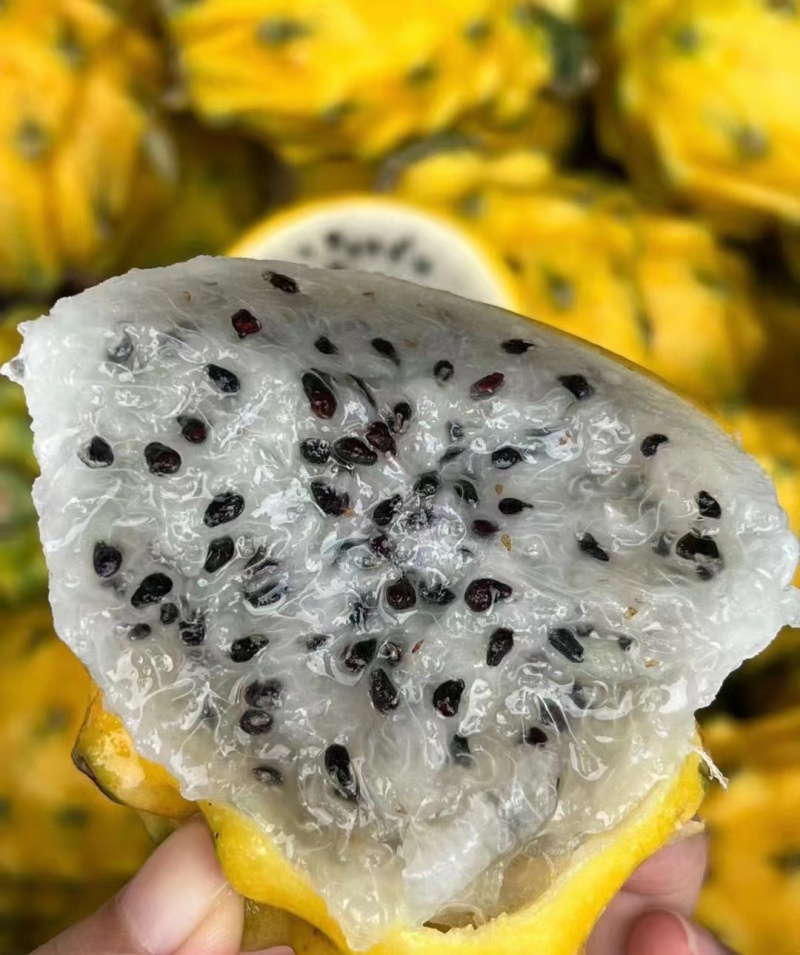 燕窝果麒麟果应季孕妇甜水果黄皮白心火龙果热带新鲜罕见水果
