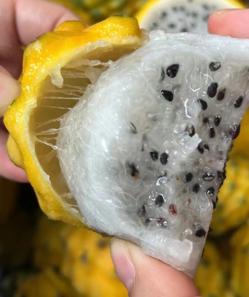 燕窝果麒麟果应季孕妇甜水果黄皮白心火龙果热带新鲜罕见水果