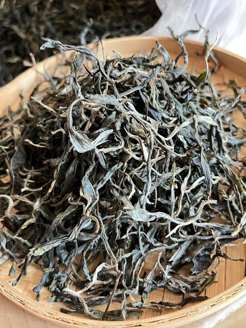 24年忙肺古树春