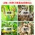 花生拌种剂花生防虫防病增产花生专用拌种剂