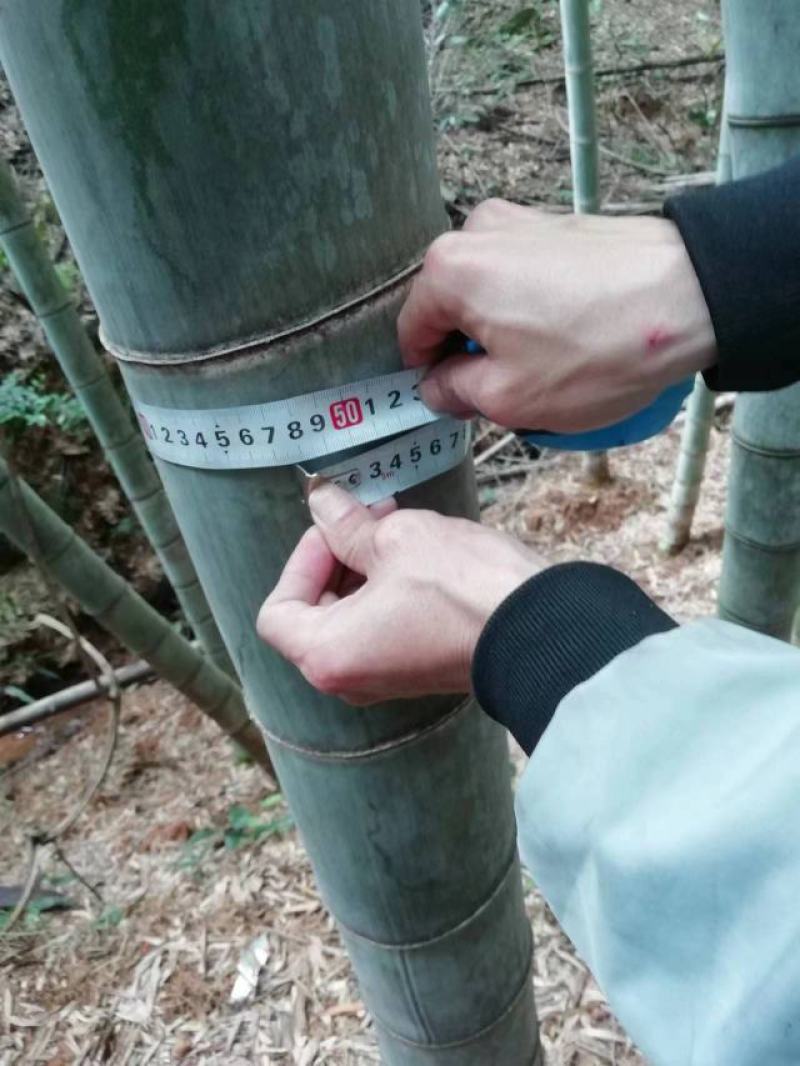 楠竹（毛竹），大别山区货源，楠竹片定制，量大价优！