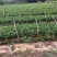 精品枳橙苗大叶枳壳苗货源充足量大从优质量保证欢迎咨询