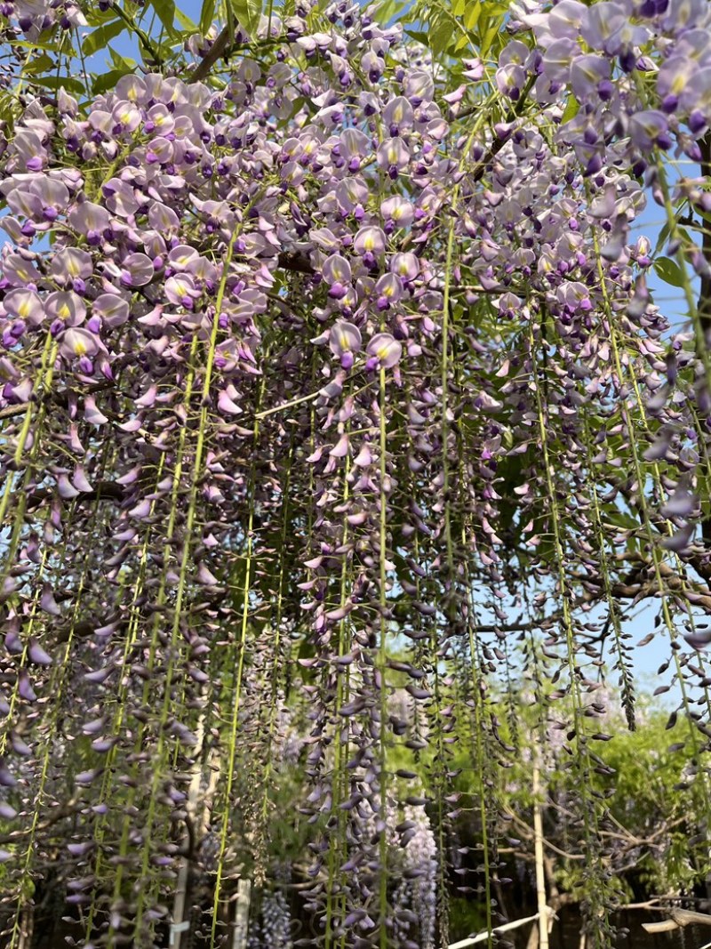 紫藤花树日本品种，规格齐全，产地货源，一手货源
