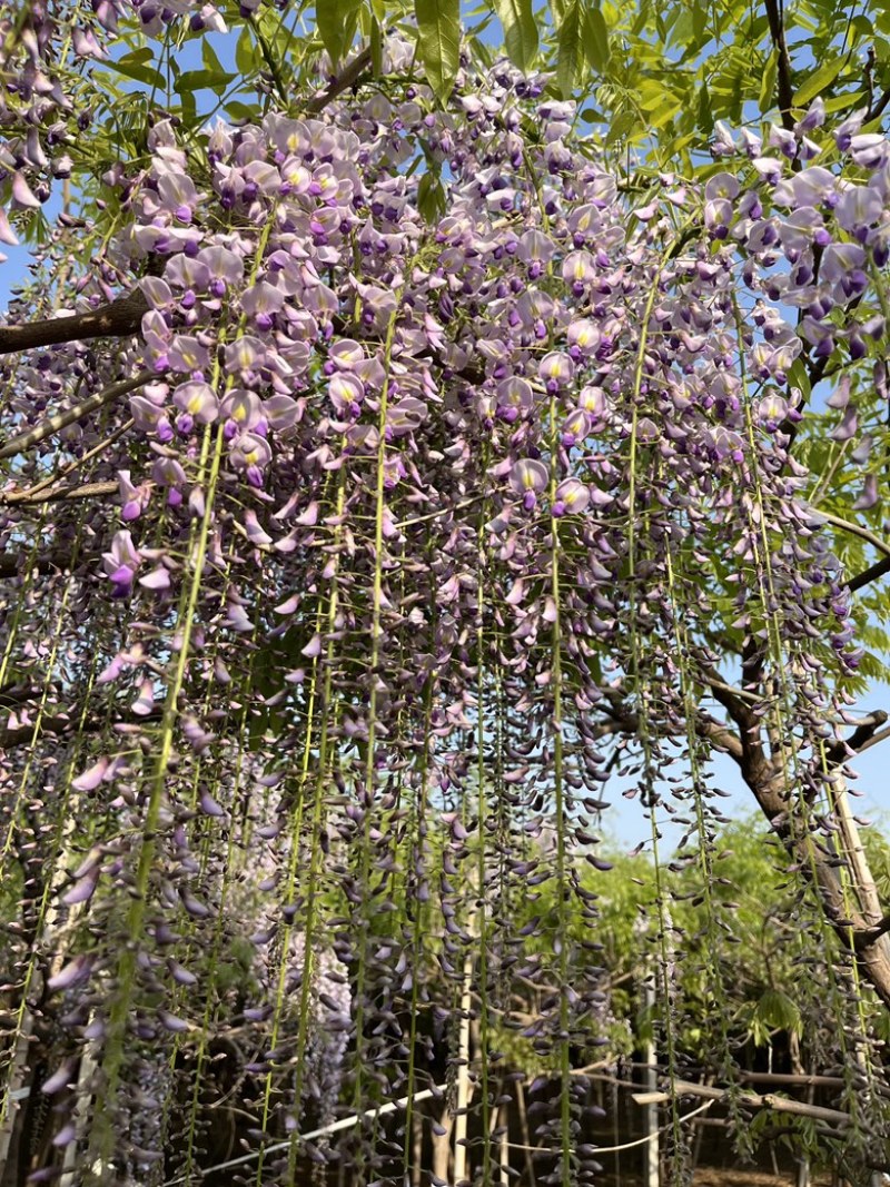 紫藤花树日本品种，规格齐全，产地货源，一手货源