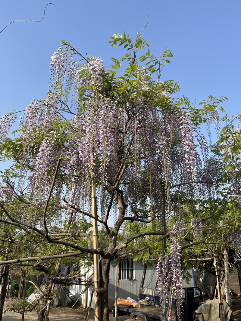 紫藤花树日本品种，规格齐全，产地货源，一手货源