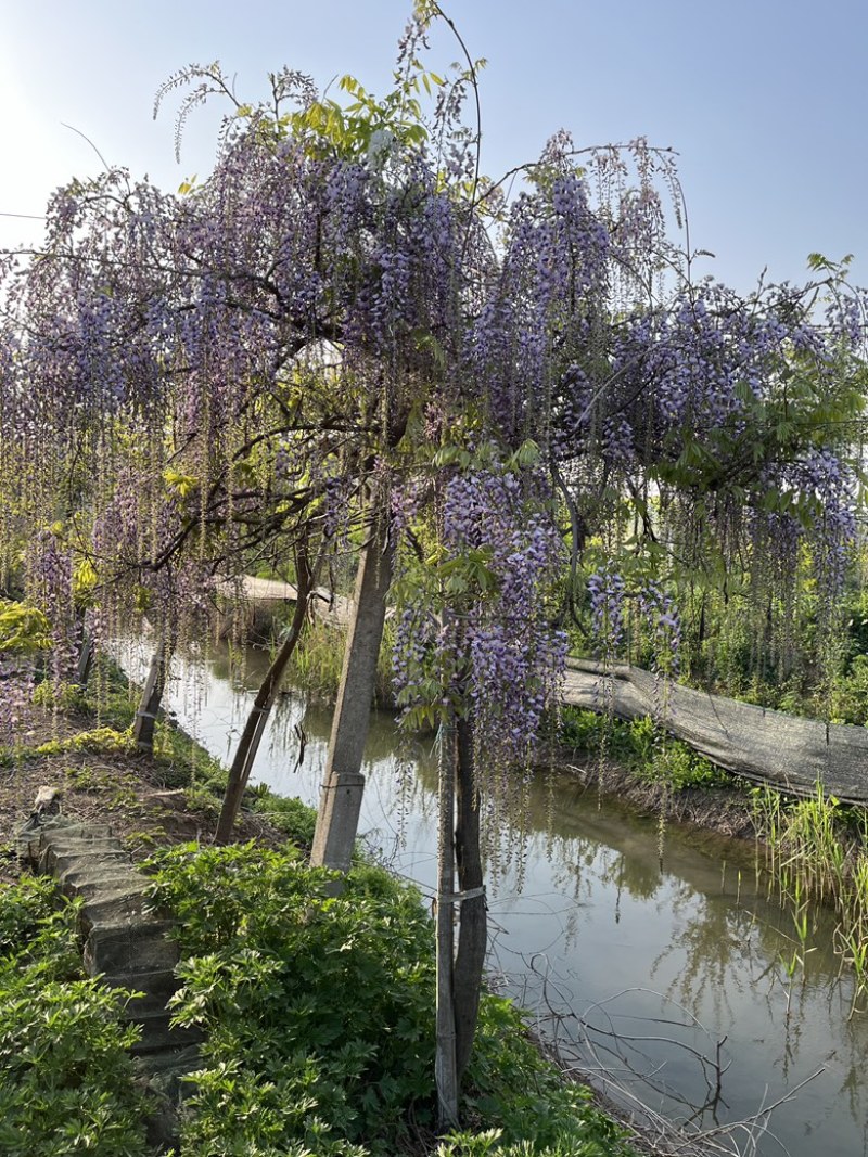 紫藤花树日本品种，规格齐全，产地货源，一手货源