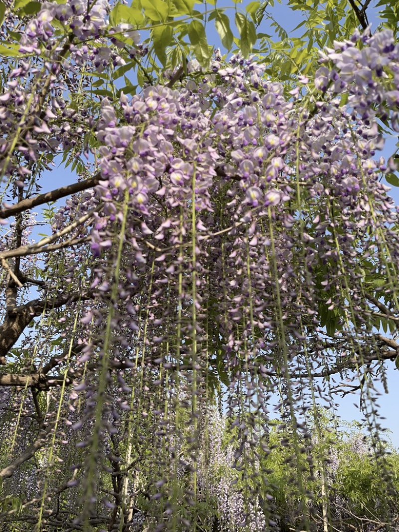 紫藤花树日本品种，规格齐全，产地货源，一手货源