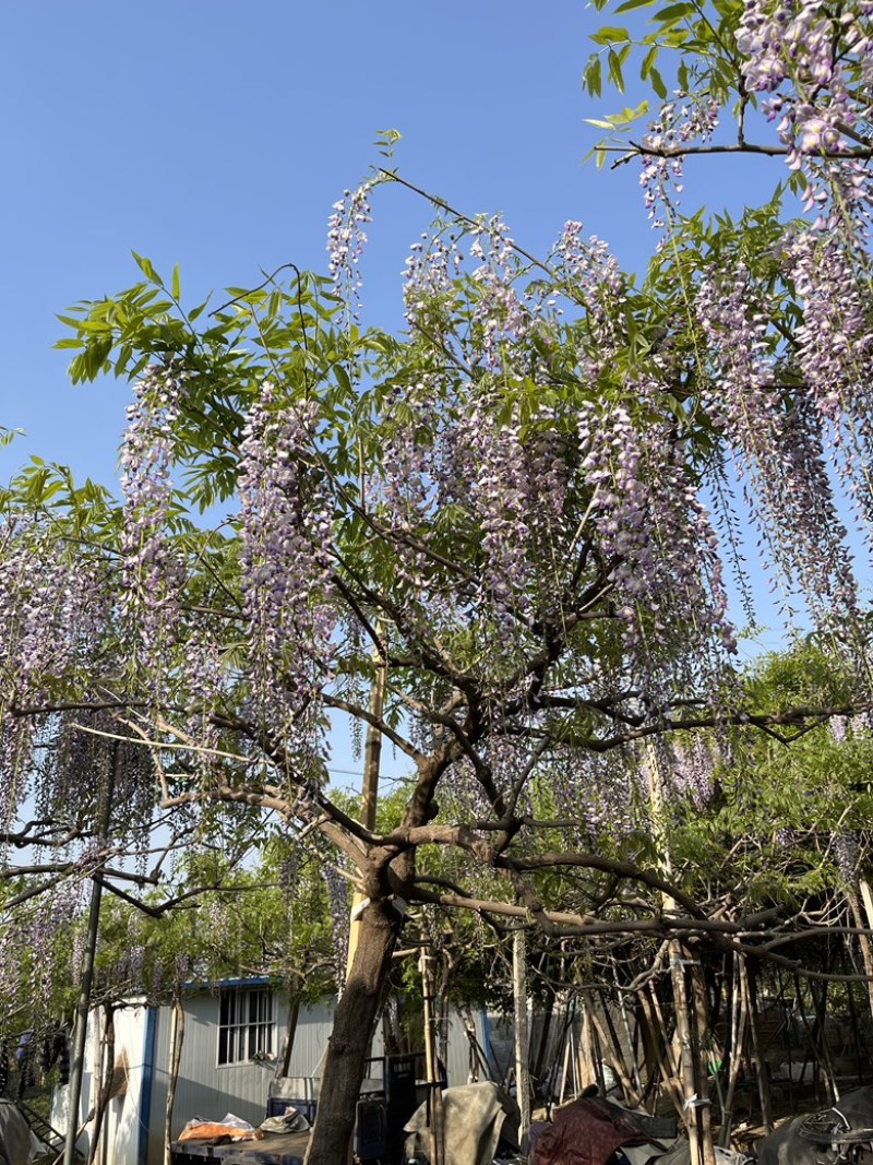 紫藤花树日本品种，规格齐全，产地货源，一手货源