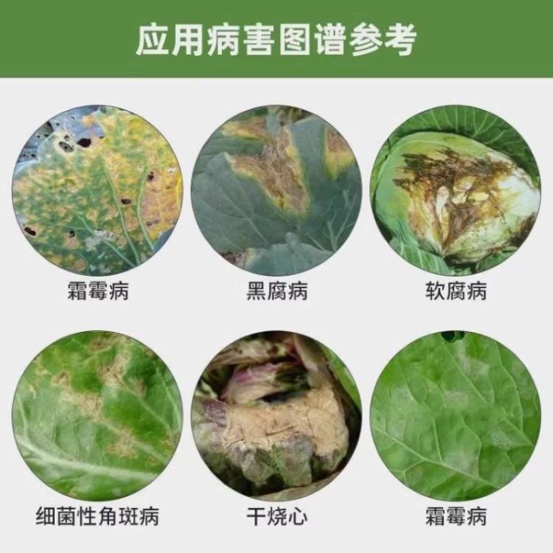 寿光珺颜白菜甘蓝防腐包心剂加速包心抗冻抗寒提早上市水溶肥