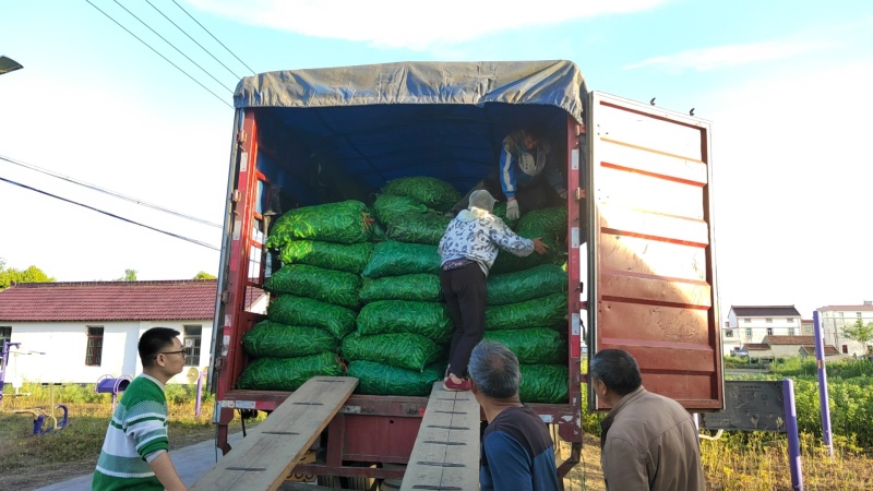 江苏南通本地蚕豆需要联系，量大从优，大量上市