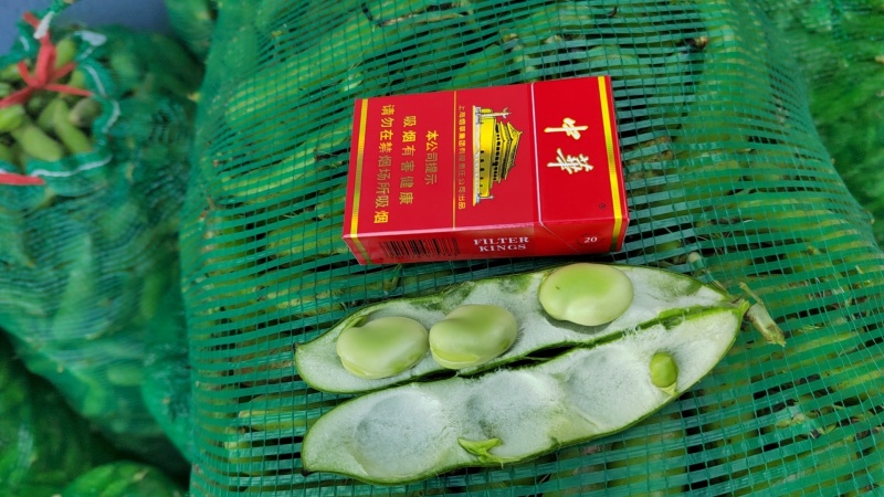 江苏南通本地蚕豆需要联系，量大从优，大量上市