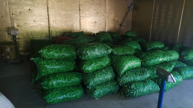江苏南通本地蚕豆需要联系，量大从优，大量上市