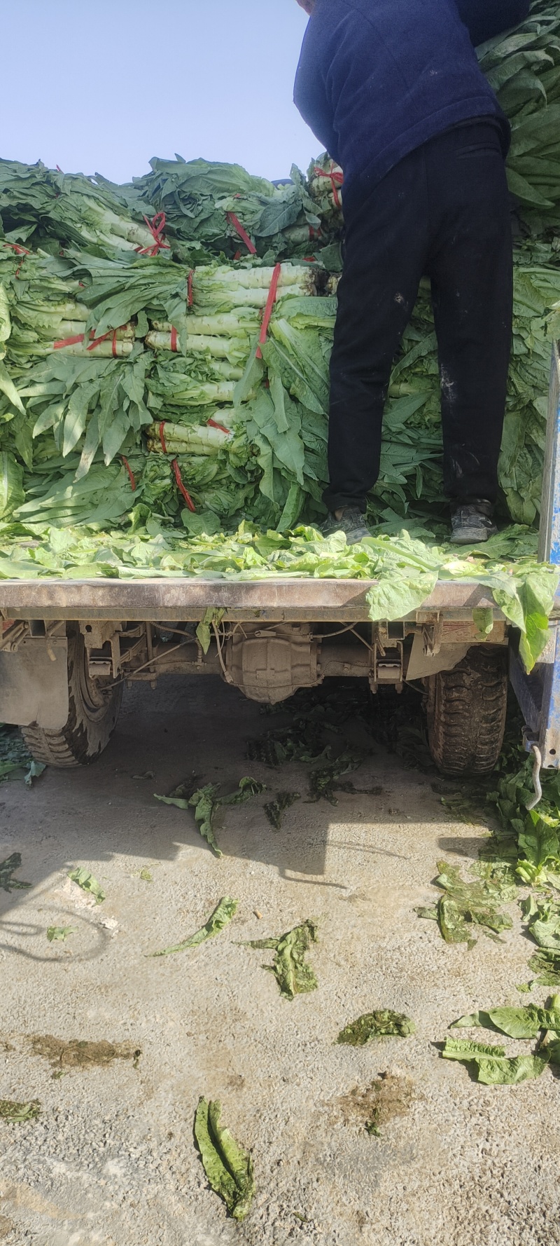 精品三青莴笋，产地直发大量有货，需要的老板一亩田联系我