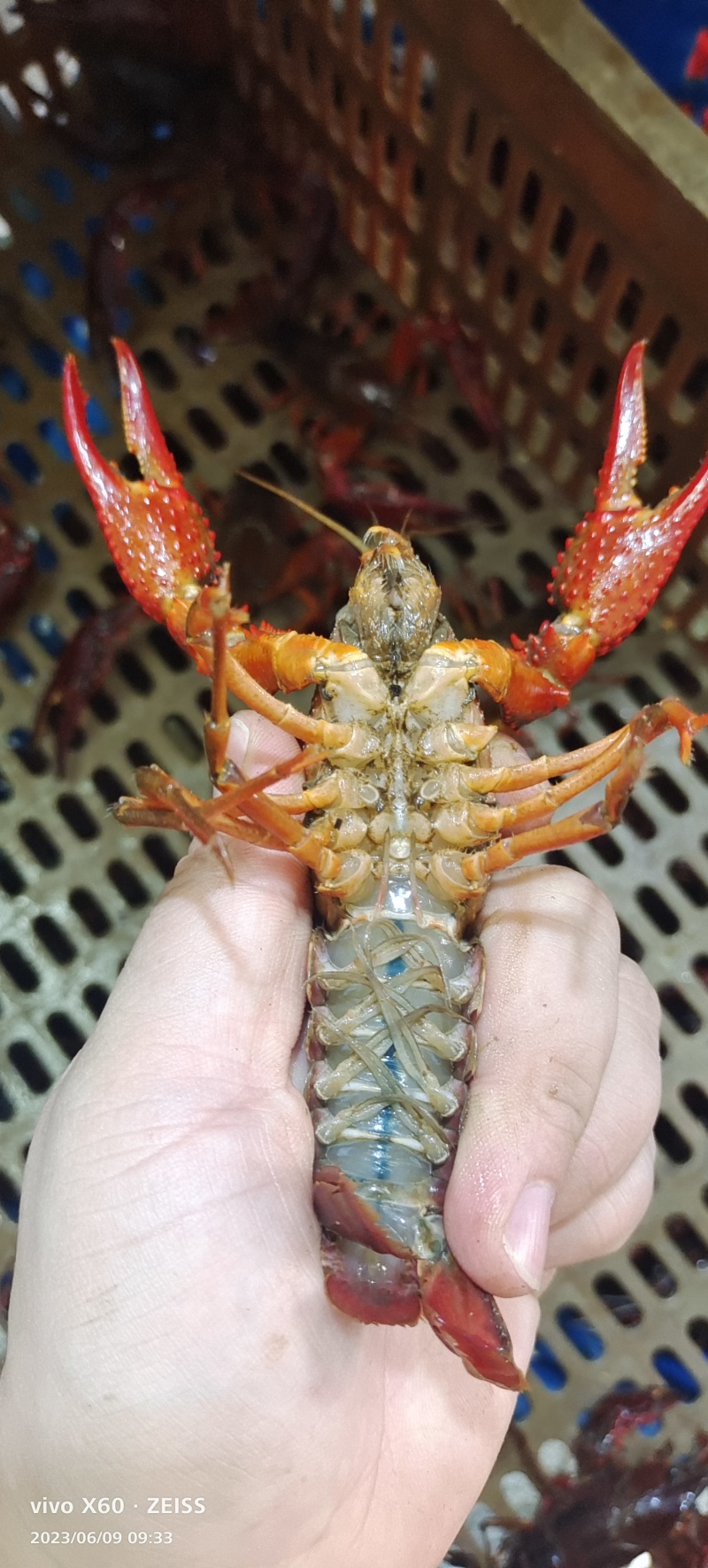 湖北小龙虾小青中青大青（产地直发全国发货）