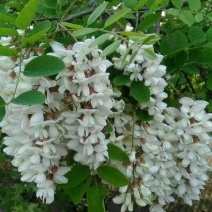 大山里野生洋槐花