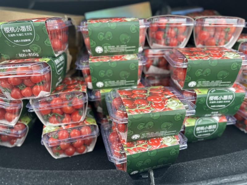 精品千禧果有机小番茄基地直发可供商超电商社区水果店