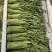 【老店推荐】江苏茼蒿小叶茼蒿产地直发商超市场可全国