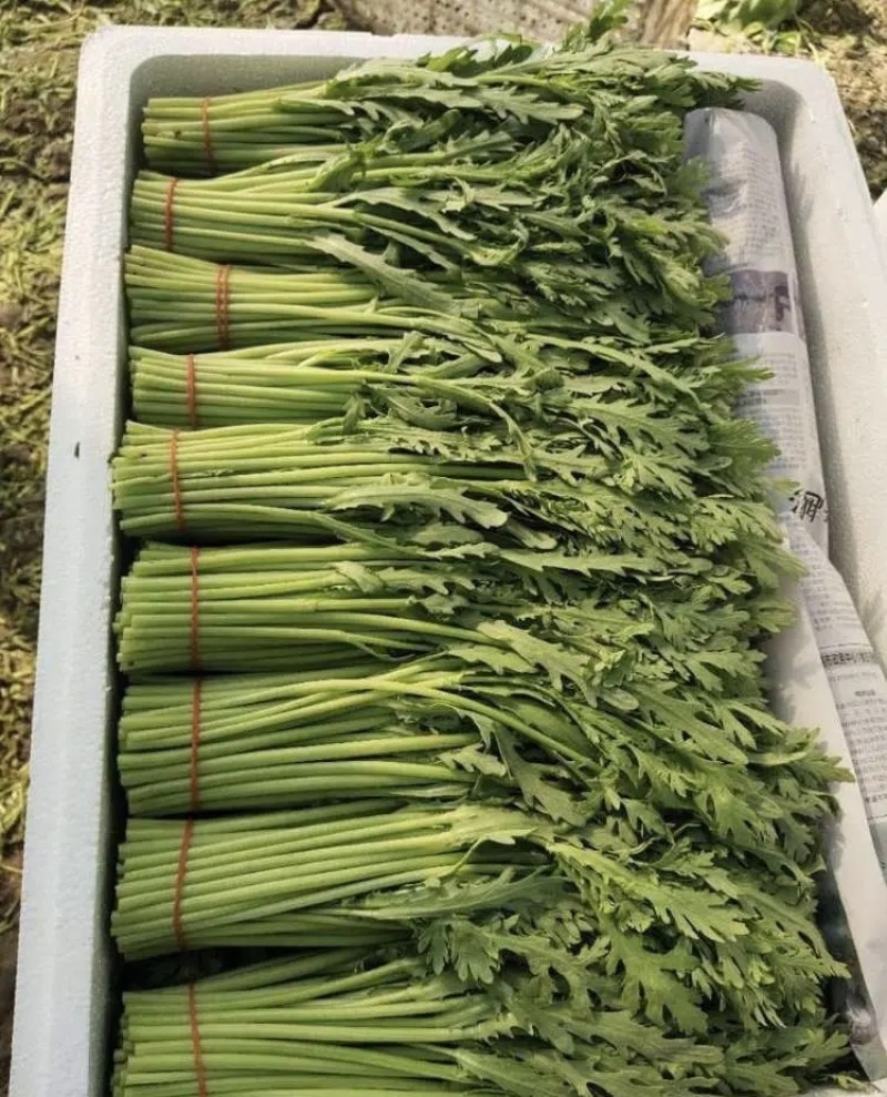 【老店推荐】江苏茼蒿小叶茼蒿产地直发商超市场可全国