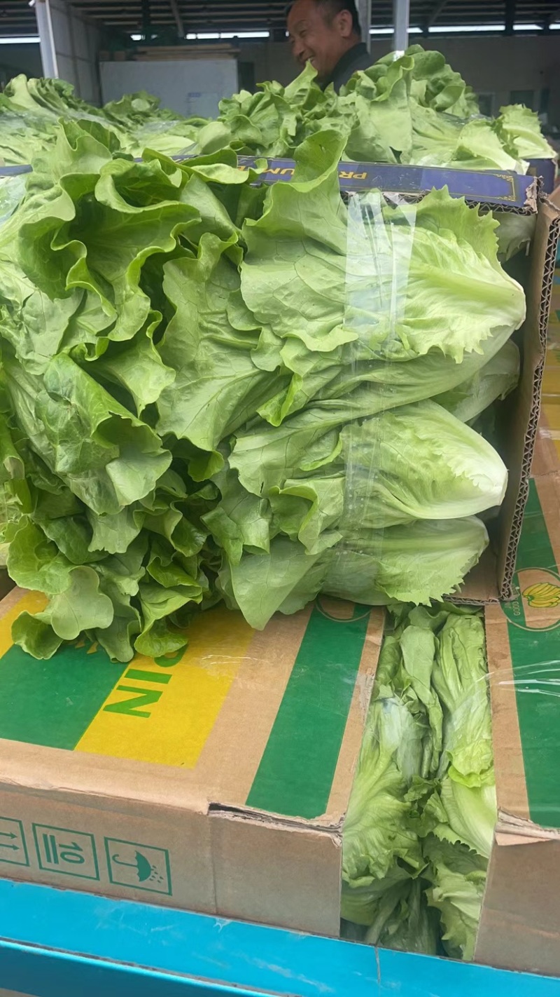 产地直发生菜意大利生菜品质优价格合理欢迎咨询