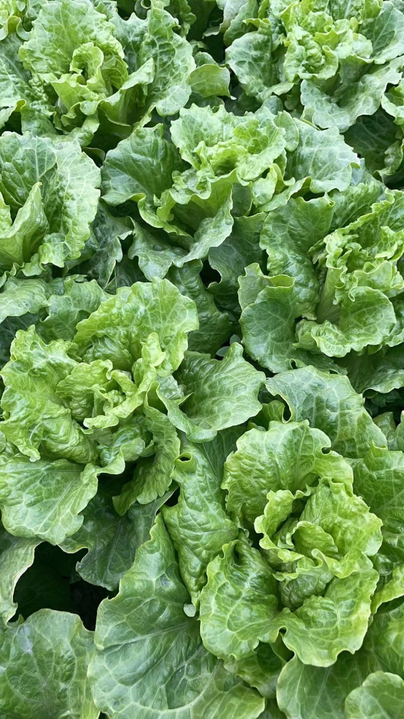 产地直发生菜意大利生菜品质优价格合理欢迎咨询