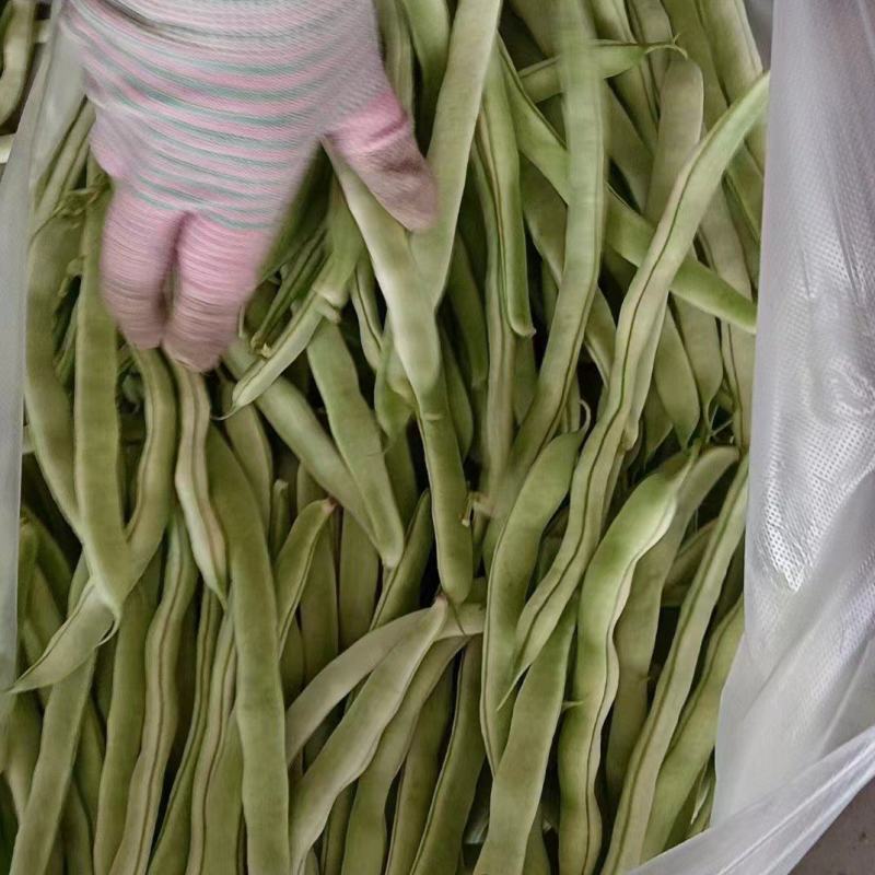 九粒白芸豆四季豆白不老大量供应产地直发量大从优