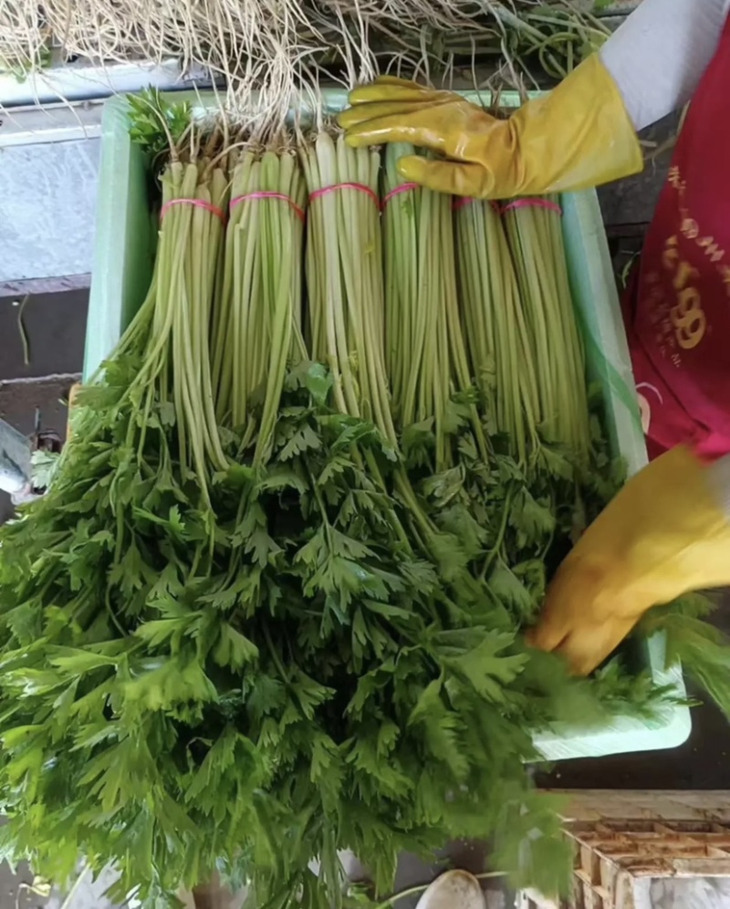 江苏芹菜香芹产地直发欢迎来电咨询品质保障