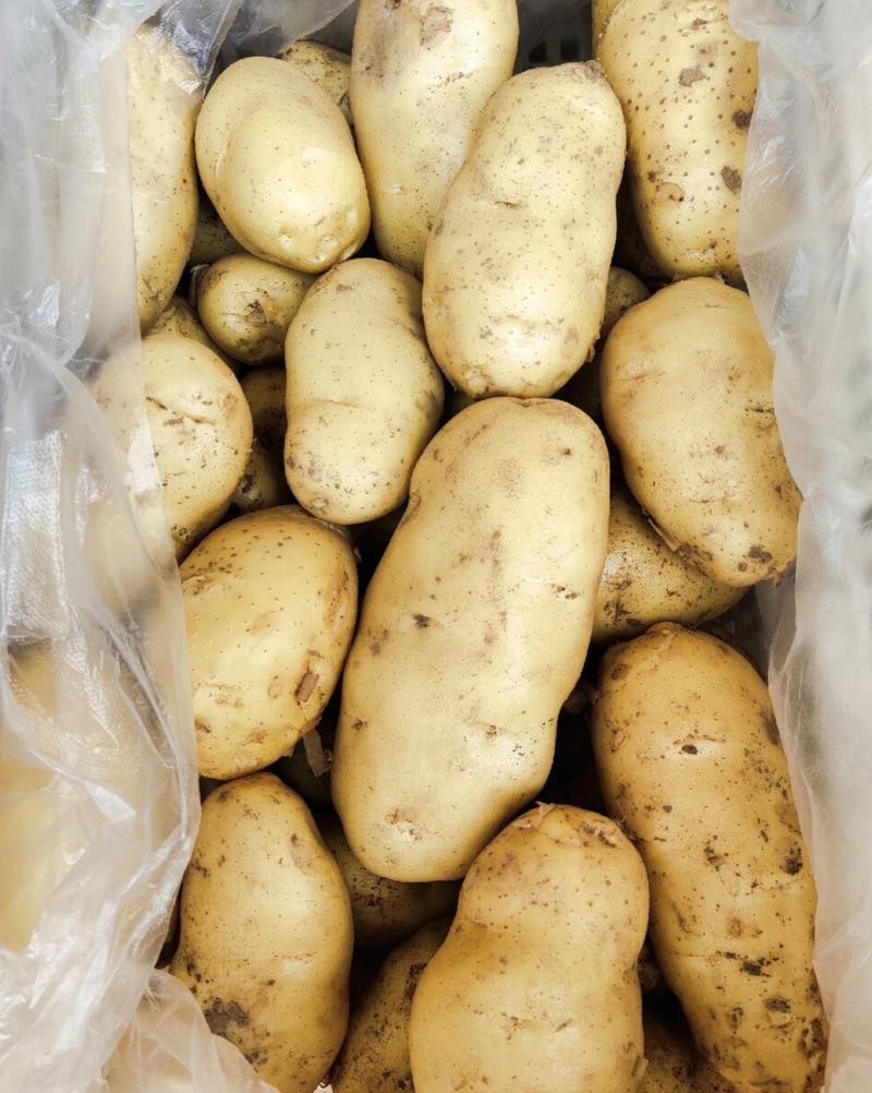 湖北土豆黄心土豆产地一手货源品质保证全国发货