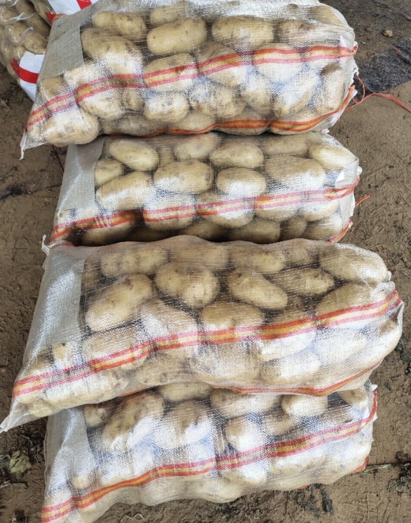 湖北土豆黄心土豆产地一手货源品质保证全国发货
