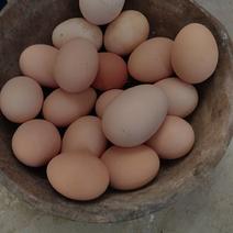 农村家养土鸡蛋