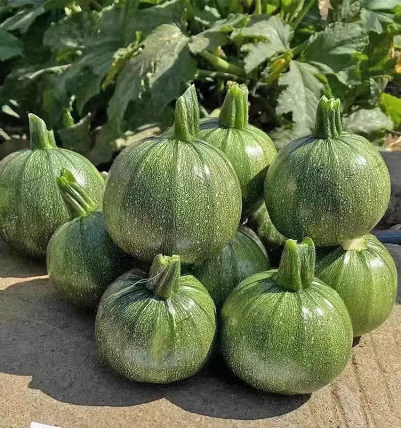 嫩南瓜质量，保值保量，一手货源，价格从优，欢迎订购