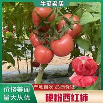 山东优质硬粉西红柿大量上市，现摘现发，保证质量，量大价优
