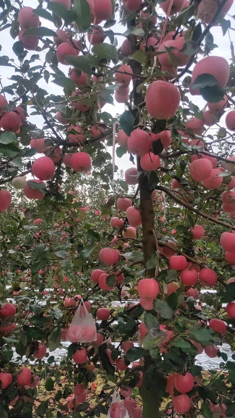 甘肃水晶富士苹果条红全红富士苹果一件代发整车发货一手货源