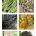 苔杆烘干机空气能苔杆去皮开条脱水烘干设备苔干贡菜烘干