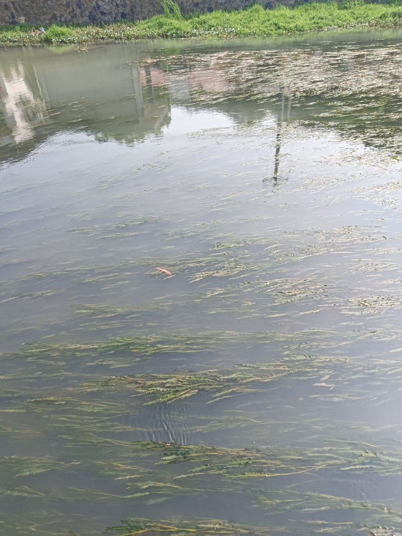 苦草马来眼子菜