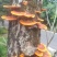 广西桂林野生栓菌