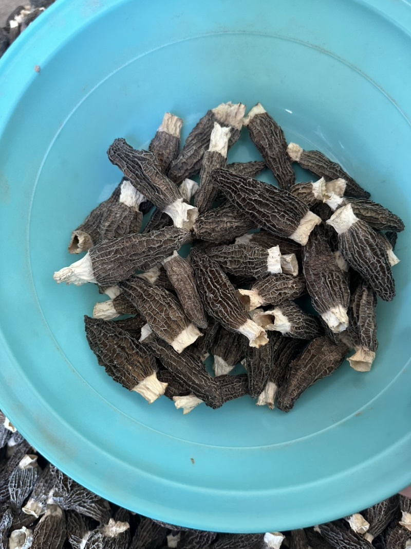 福建宁德食用菌干货羊肚菌，大量有货，欢迎咨询采购