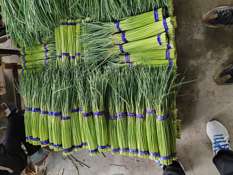 山东红帽蒜苔大量上市诚信经营质量保证优质商家